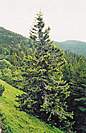 Rostliny, smrk